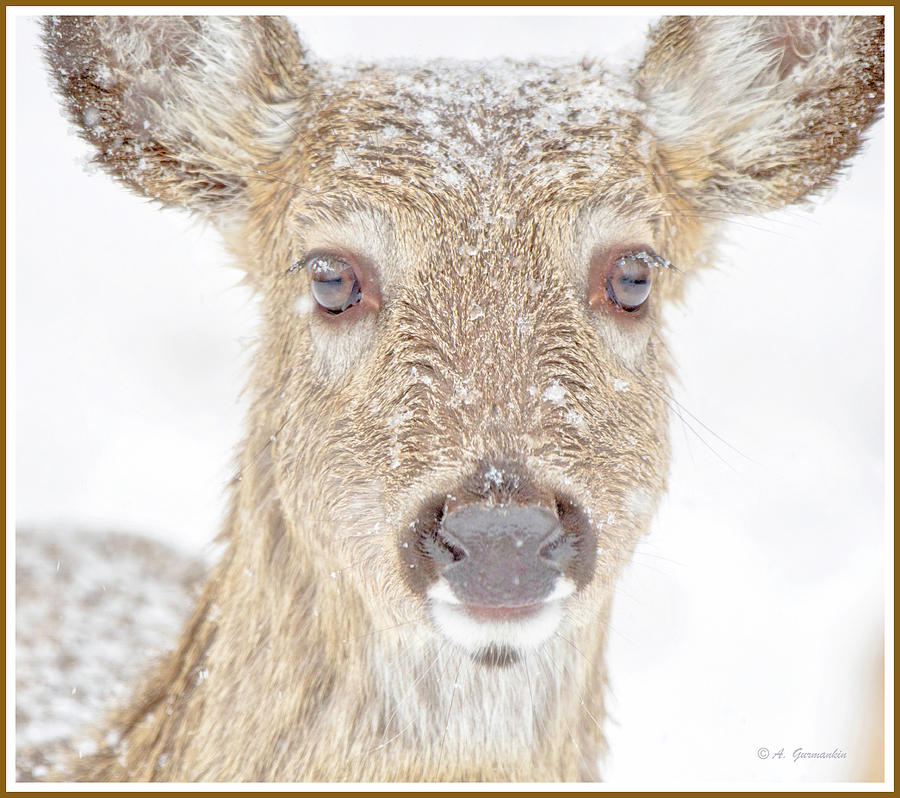 White-tailed Deer Doe in Falling Snow #3 Photograph by A Macarthur Gurmankin