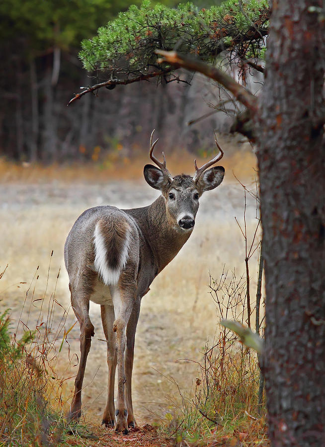 White Tailed Deer #1 Photograph by Jim Cumming