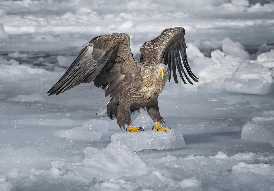 White-tailed Eagle #1 Photograph by Larry Deng
