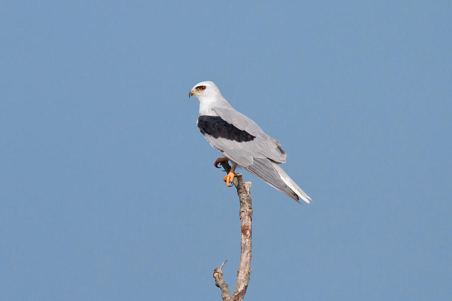 White-tailed Kite Photograph by James Zipp | Pixels