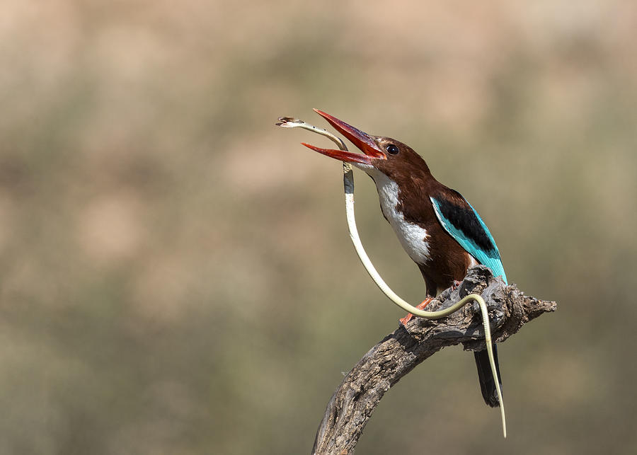 White-throated Kingfisher #1 Photograph by E.amer