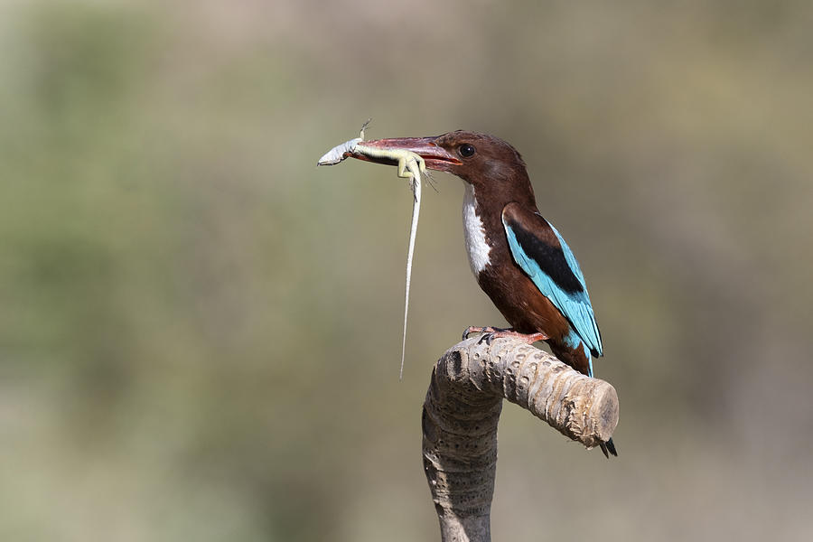 White-throated Kingfisher #1 Photograph by Eyal Amer