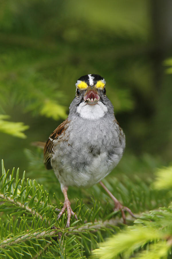 White-throated Sparrow #1 Photograph by James Zipp