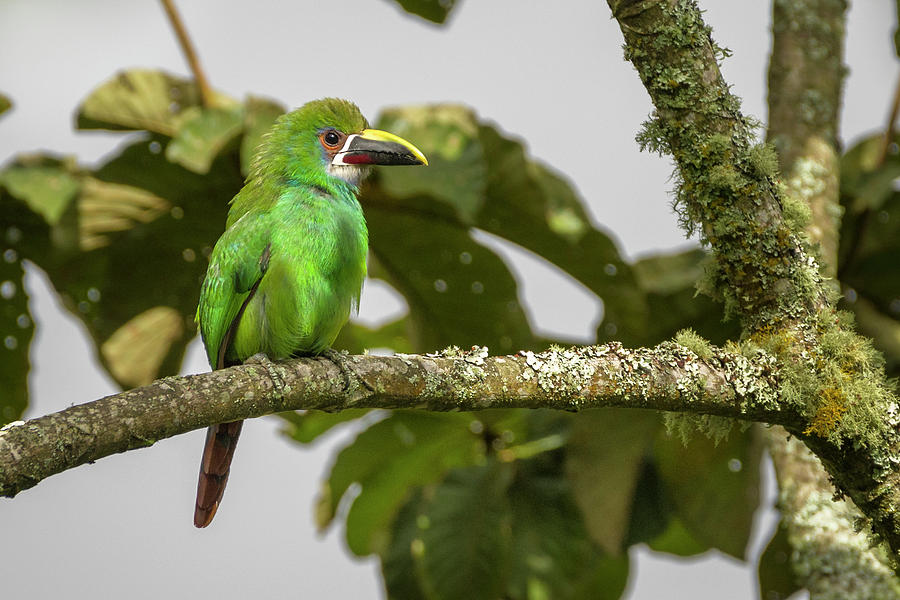 White Throated Toucanet Alcazares Manizales Colombia #1 Photograph by Adam Rainoff