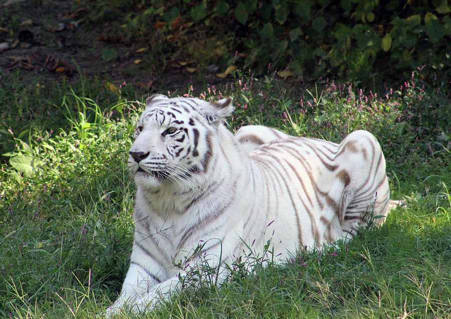 White Tiger Photograph by Nightingale Photography Judy Latimer - Fine ...