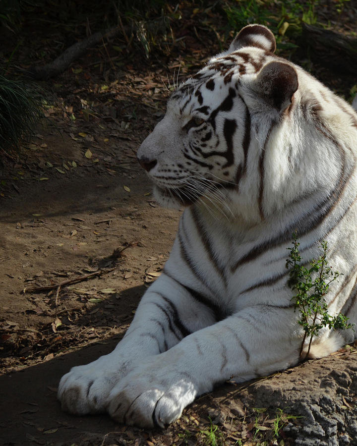 White tiger portrait #1 Photograph by Maggy Marsh