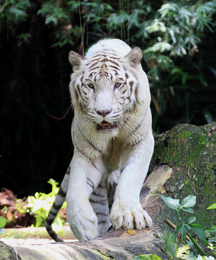 White Tiger #1 Photograph by Seng Chye Teo