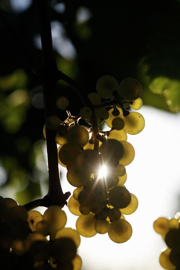 White Wine Grapes On The Vine In Deidesheim, Rhineland-palatinate, Germany #1 Photograph by Jalag / Markus Bassler