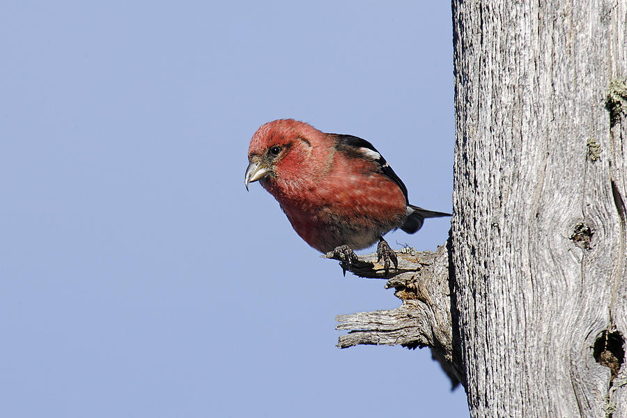 White-winged Crossbill #1 Photograph by James Zipp - Fine Art America