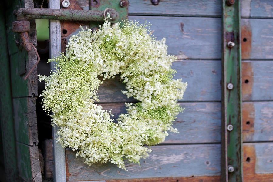 White Wreath Of Elderflowers #1 Photograph by Angelica Linnhoff
