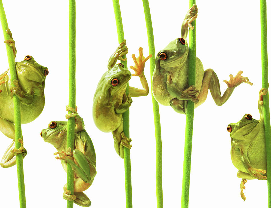 Whites Tree Frogs Climbing Plant Stems Photograph by Gandee Vasan