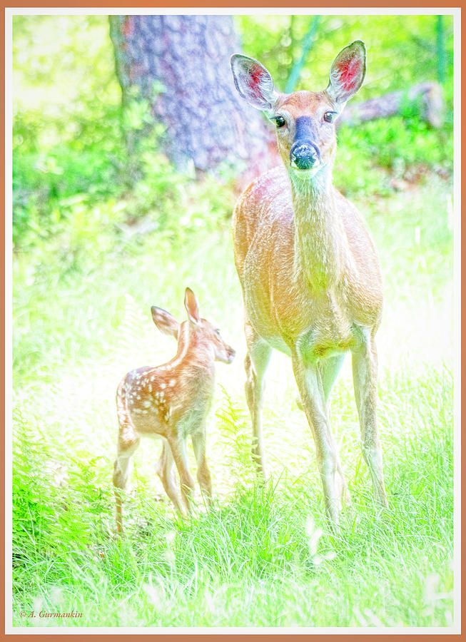 Whitetailed Deer, Doe and Fawn #1 Photograph by A Macarthur Gurmankin