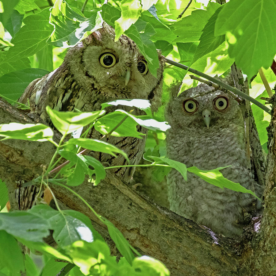 Whooo Are You #1 Photograph by Mindy Musick King