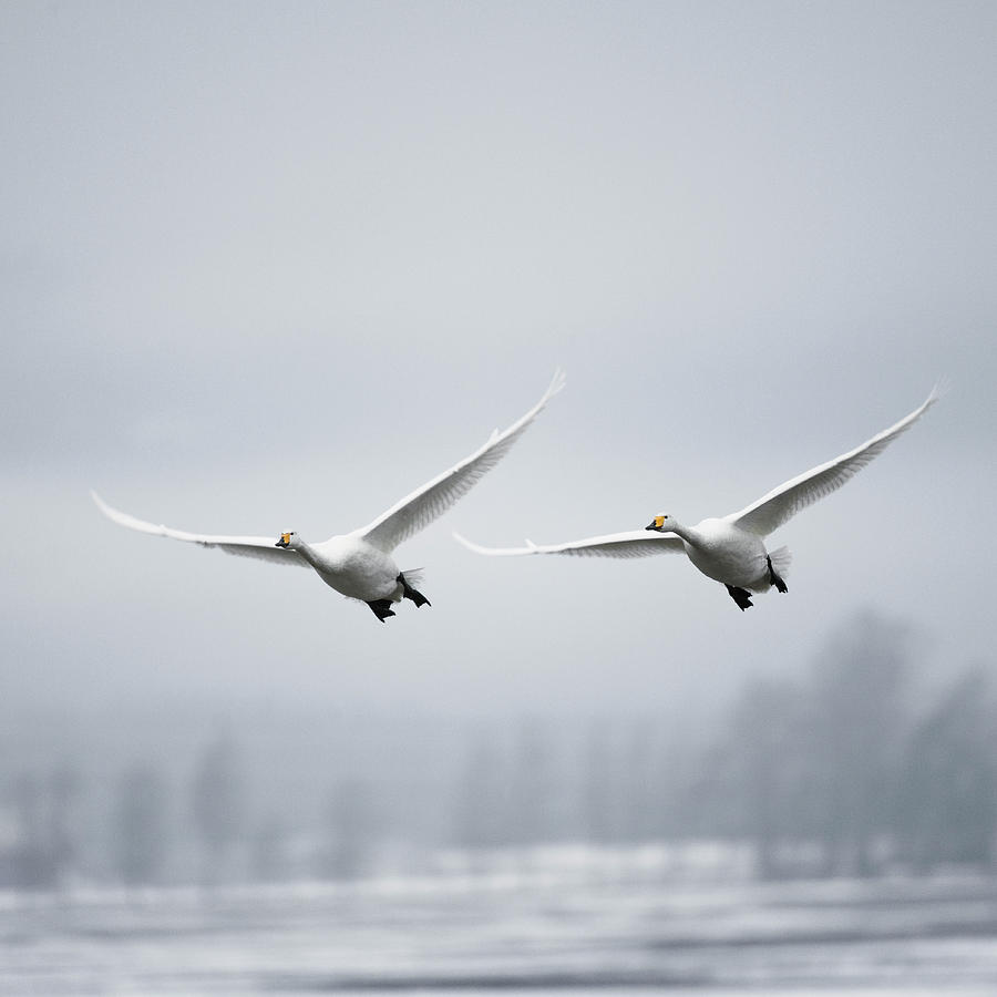 Whooper Swan Cygnus Cygnus Photograph by Roine Magnusson Whooper Swan Cygnus Cygnus Photograph by Roine Magnusson
