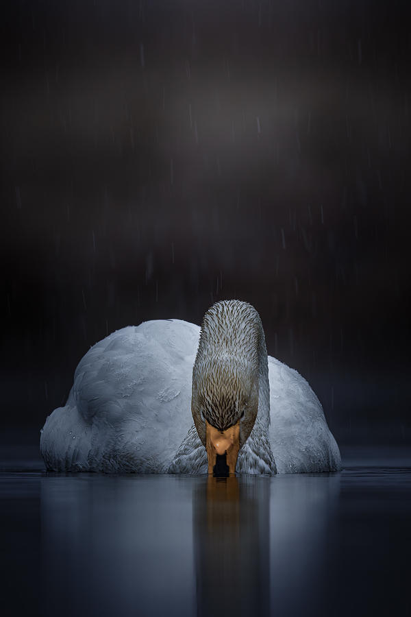Swan Photograph - Whooper Swan In Bad Weather #1 by Magnus Renmyr