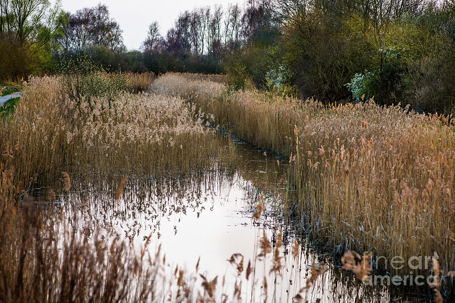 Landscape Photograph - Wicken Fen nature reserve #1 by Andrew Michael