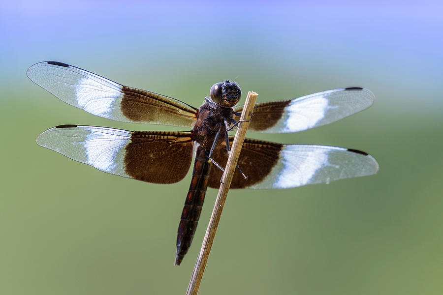 Widow Skimmer Libellula Luctuosa Photograph by Ivan Kuzmin - Fine Art ...