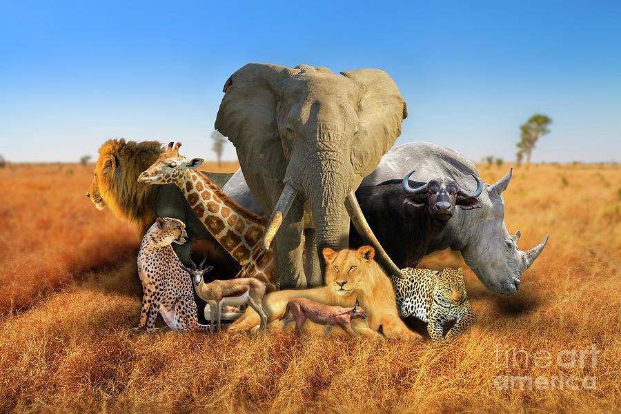 Wild african animals composition #1 Photograph by Benny Marty