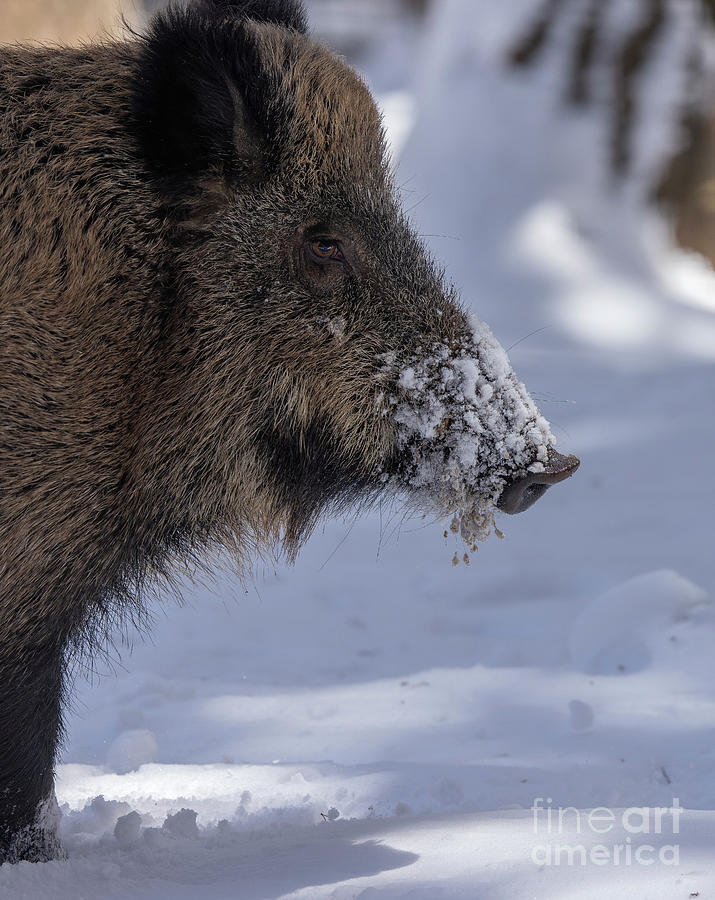 Wild Boar In The Snow #1 Photograph by Bob Gibbons/science Photo Library
