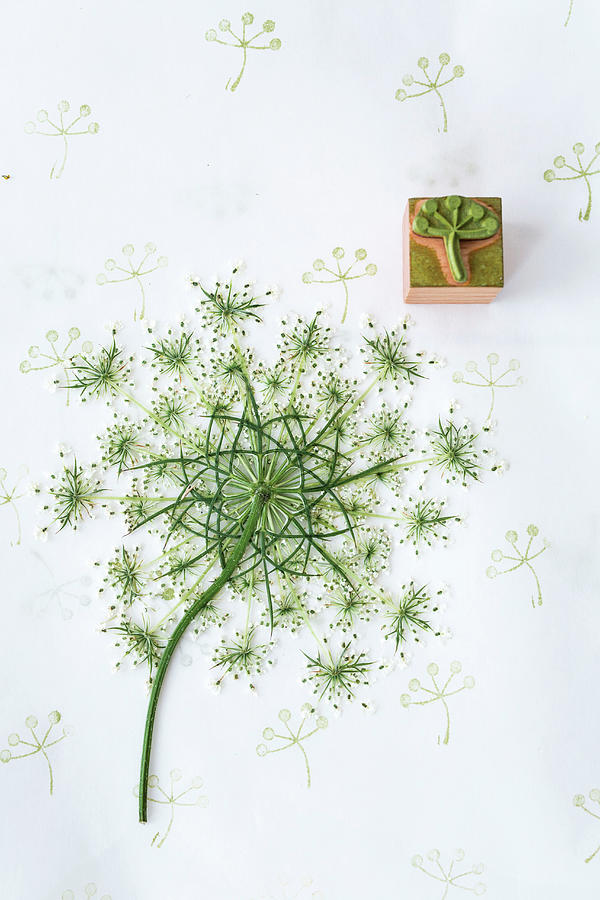 Wild Carrot Flower As A Printing Block Motif #1 Photograph by Syl Loves