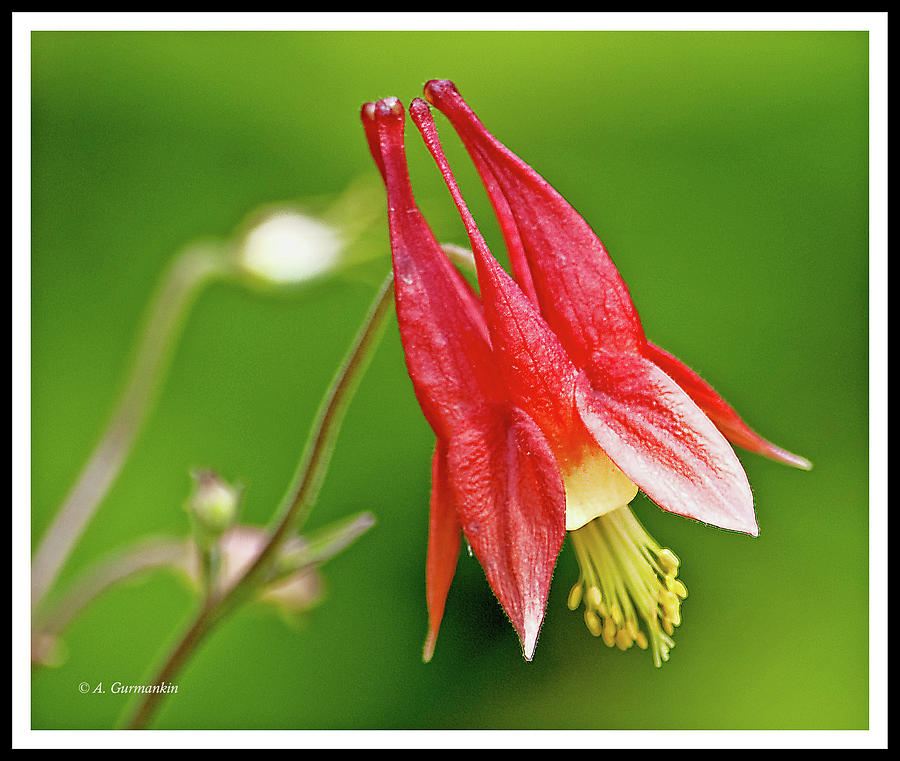 Wild Columbine Flower #4 Photograph by A Macarthur Gurmankin