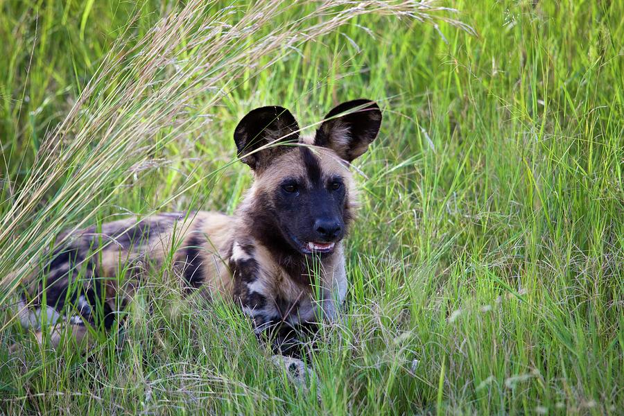 Nature Photograph - Wild Dogs (lycaon Pictus). Madikwe Game #1 by Roger De La Harpe