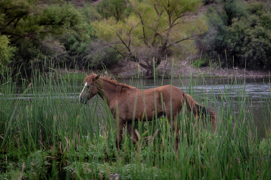 Horse Photograph - Wild Horse #1 by Ralph Vazquez