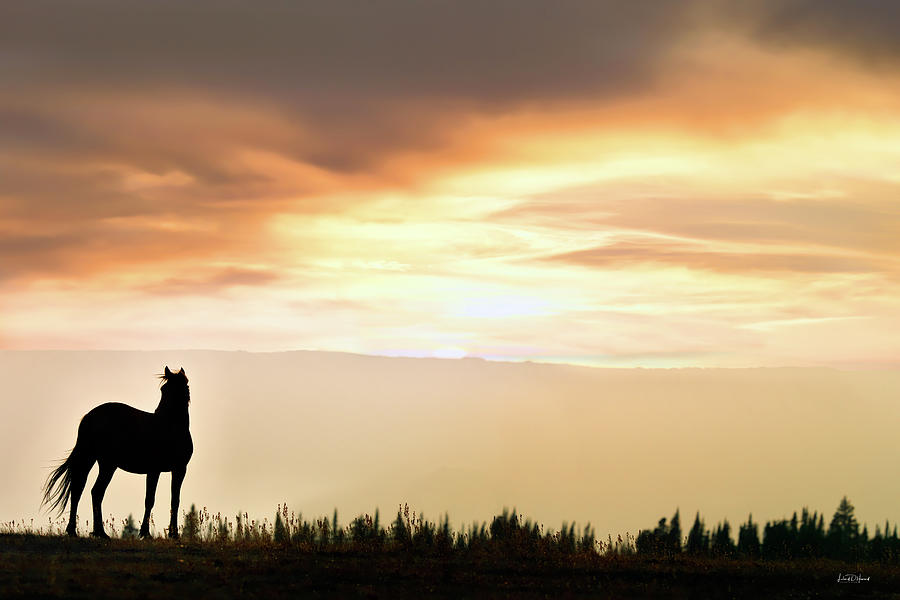 Wild Horse Sunset #1 Photograph by Leland D Howard