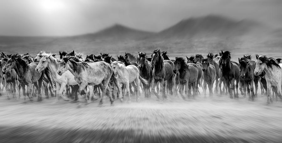 Wildlife Photograph - Wild Horses (aka Y?lk? Atlar?) #1 by Mustafa ztrk
