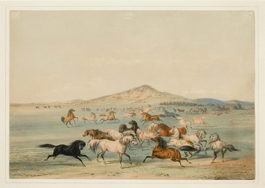 Horse Painting - Wild Horses At Play by George Catlin
