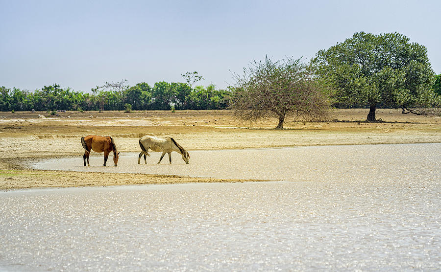 Wild Horses Guanapalo Casanare Colombia #1 Photograph by Adam Rainoff
