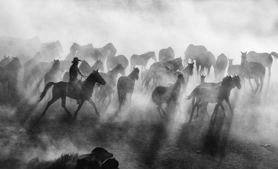 Wild Horses #1 Photograph by Mehmet Bedir