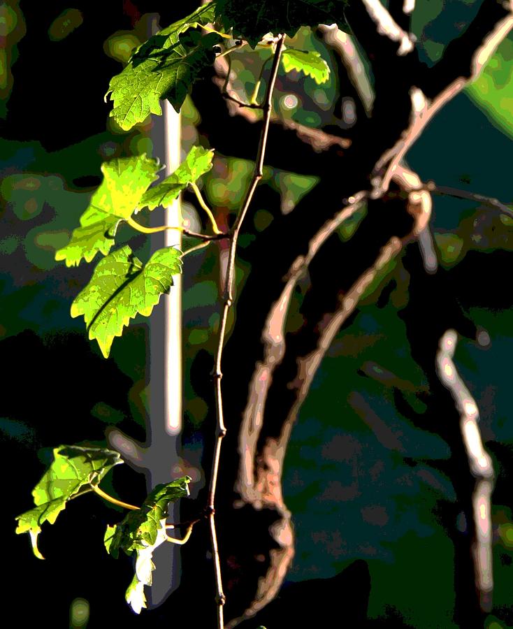 Wild Muscadine Grapes from an Artists View #1 Photograph by Philip And Robbie Bracco