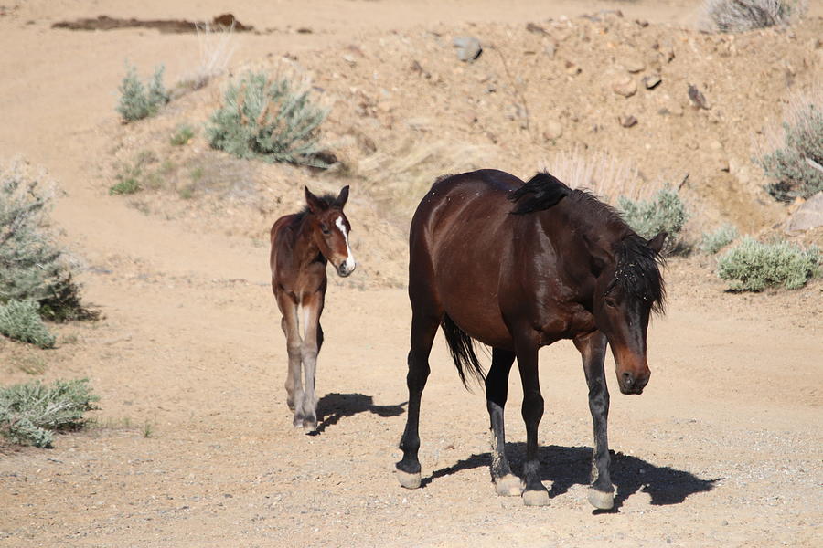 Wild Mustang With Foal by Paul Comish Wild Mustang With Foal by Paul Comish