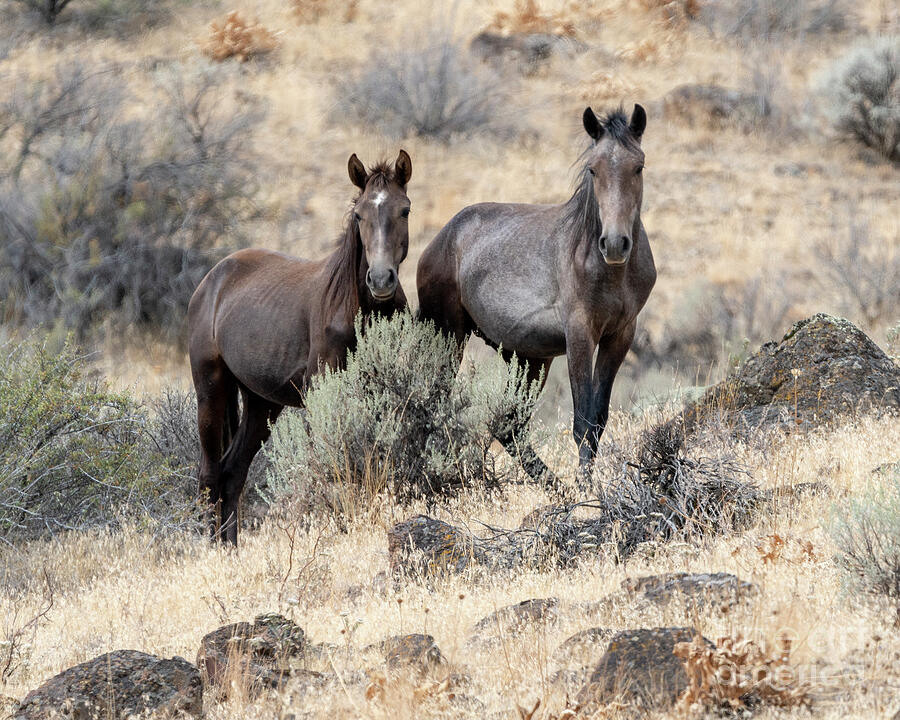 Wild Pair Photograph