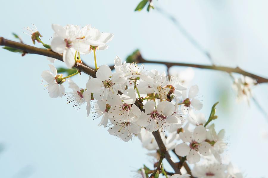 Wild Plum: Branch With Blossoms #1 Photograph by Franziska Pietsch