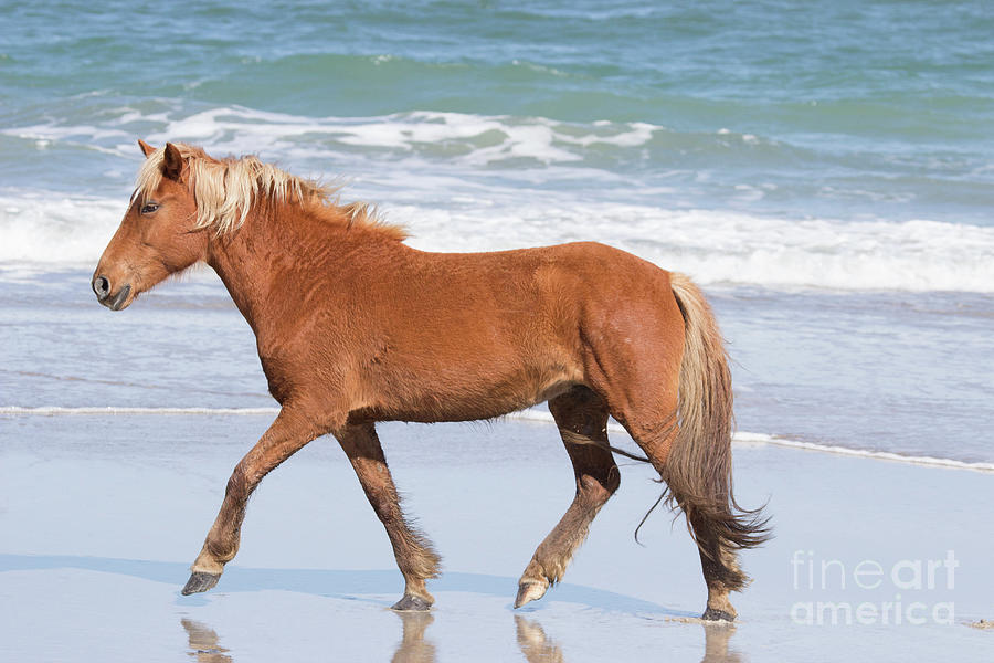 Wild Pony Photograph by Jeannette Hunt