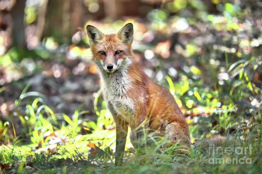 Wild Red Fox sitting in a forest #1 Photograph by Patrick Wolf