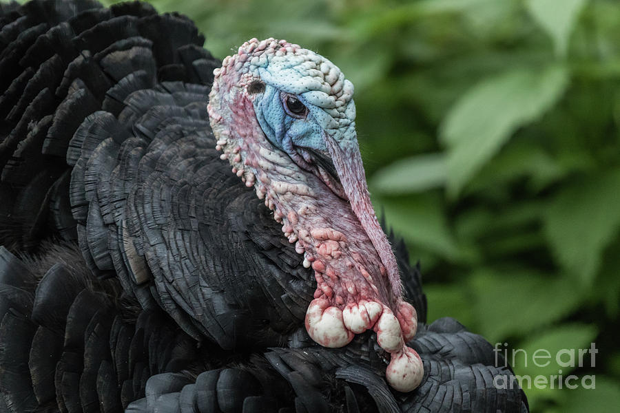 Wild Turkey Portrait #1 Photograph by Eva Lechner