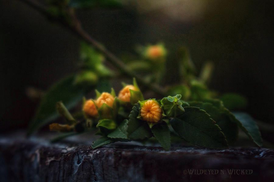 Wildflower Bouquet  #1 Photograph by Brenda Wilcox aka Wildeyed n Wicked