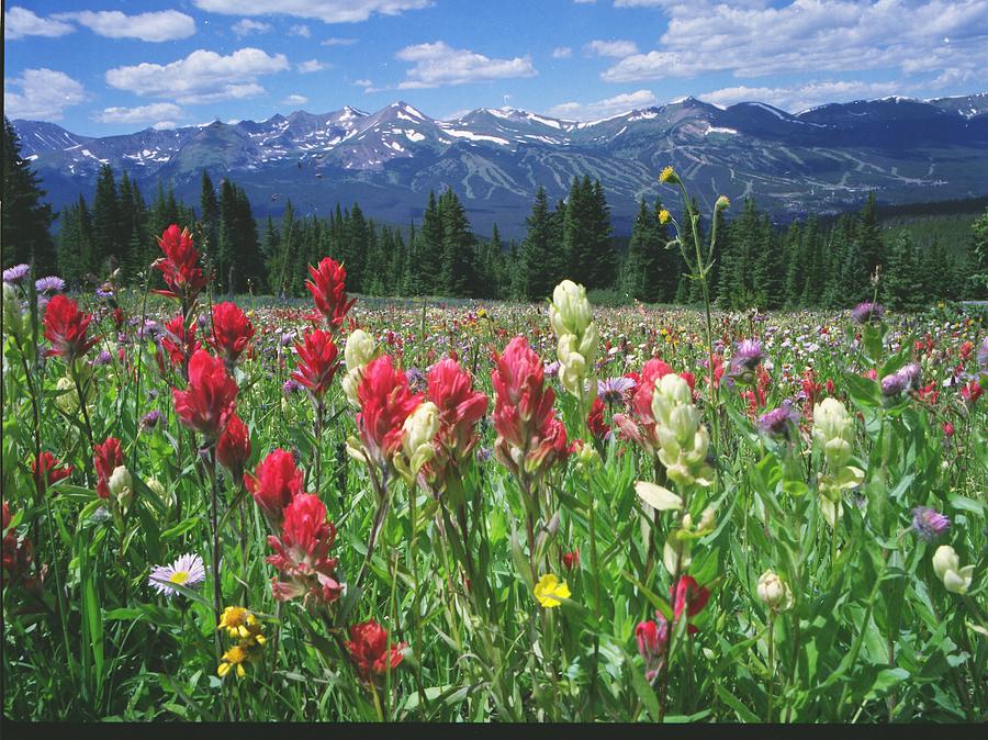 Wildflowers Above Breckenridge, Colorado Photograph by Steve Tohari