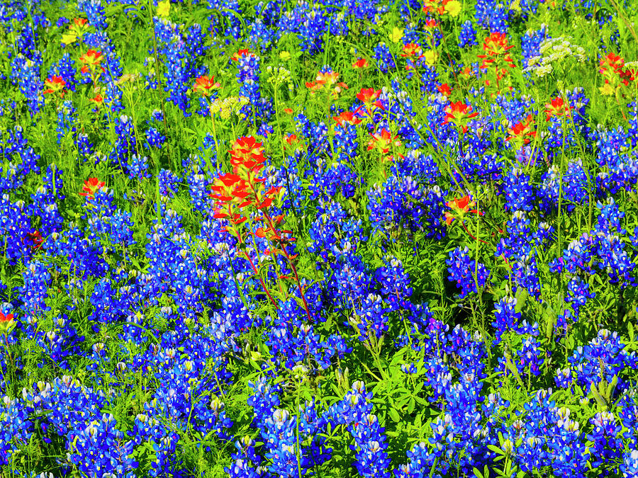 Spring Photograph - Wildflowers Along Highway 29 #1 by Sylvia Gulin