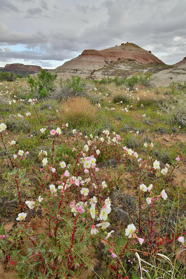 Wildflowers Bloom at Ruby Mountain #1 Photograph by Ray Mathis