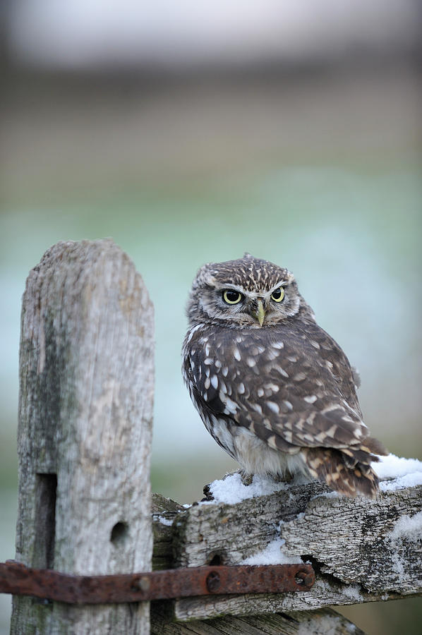Wildlife Photography - Gloucester Barn Photograph by Photoplus Magazine Wildlife Photography - Gloucester Barn Photograph by Photoplus Magazine