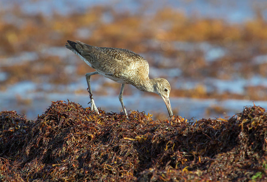 Willet Feeding In Drift Seaweed #1 Photograph by Ivan Kuzmin