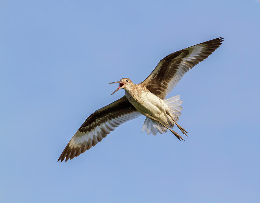 Willet Flying In Blue Sky #1 Photograph by Ivan Kuzmin