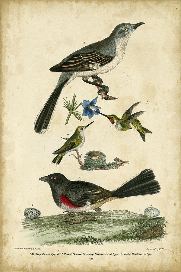 Nature Painting - Wilsons Mockingbird #1 by Alexander Wilson