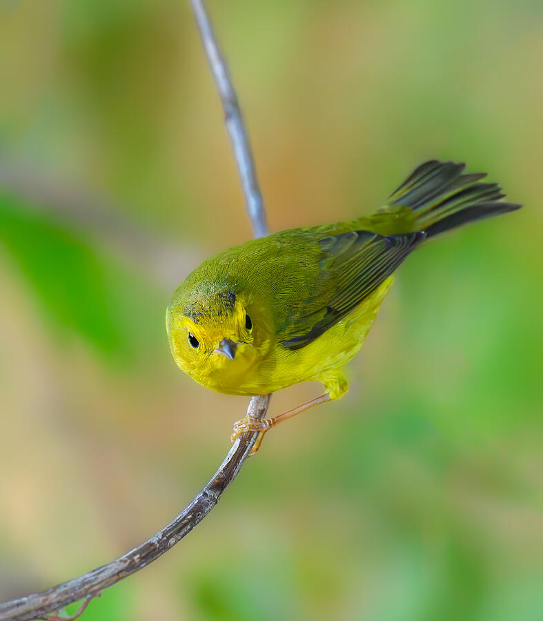 Wildlife Photograph - Wilson\s Warbler #1 by Mike He