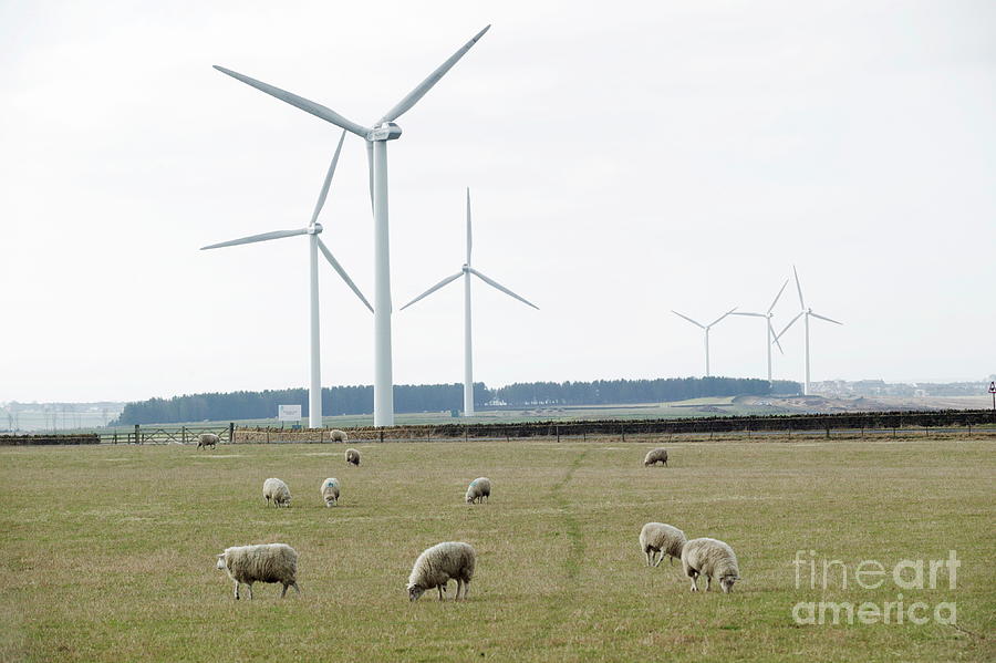 Wind Turbines #1 Photograph by Michael Donne/science Photo Library