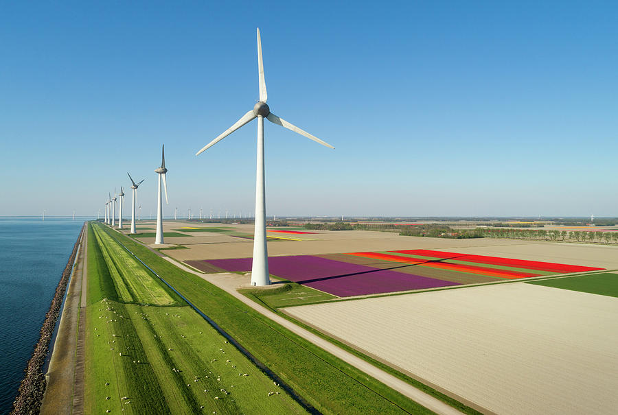 Nature Digital Art - Windfarms Both On And Offshore, Blossoming Bulb Fields In Polder, Urk, Flevoland, Netherlands #1 by Mischa Keijser